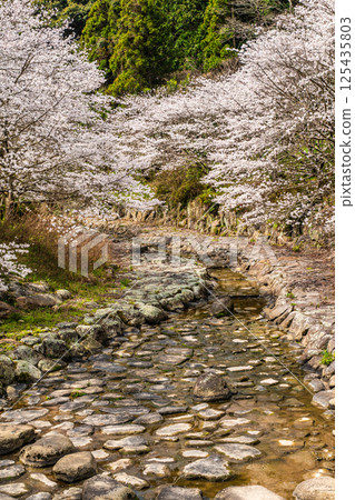 二反田川砂房臨水公園的櫻花[長崎縣諫早市] 125435803