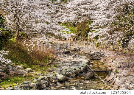 Cherry blossoms at Nitanta River Sabo Waterfront Park [Isahaya City, Nagasaki Prefecture] 125435804