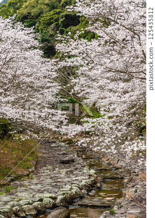 Cherry blossoms at Nitanta River Sabo Waterfront Park [Isahaya City, Nagasaki Prefecture] 125435812