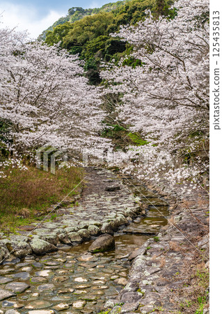 Cherry blossoms at Nitanta River Sabo Waterfront Park [Isahaya City, Nagasaki Prefecture] 125435813