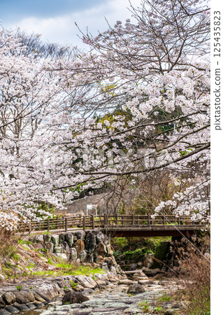 二反田川砂房臨水公園的櫻花[長崎縣諫早市] 125435823