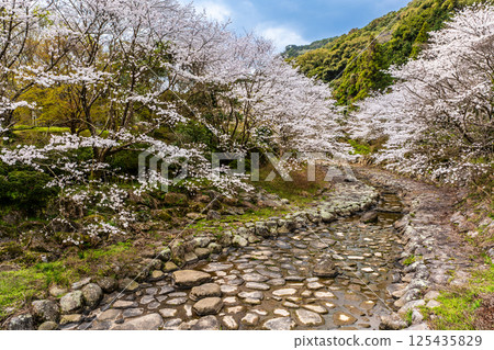 Cherry blossoms at Nitanta River Sabo Waterfront Park [Isahaya City, Nagasaki Prefecture] 125435829