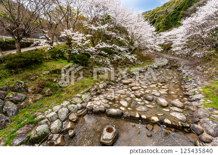Cherry blossoms at Nitanta River Sabo Waterfront Park [Isahaya City, Nagasaki Prefecture] 125435840