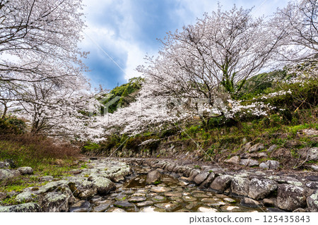 Cherry blossoms at Nitanta River Sabo Waterfront Park [Isahaya City, Nagasaki Prefecture] 125435843