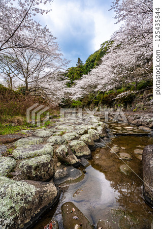 Cherry blossoms at Nitanta River Sabo Waterfront Park [Isahaya City, Nagasaki Prefecture] 125435844