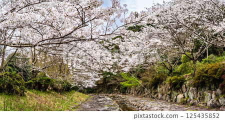 二反田川砂房臨水公園櫻花全景[長崎縣諫早市] 125435852