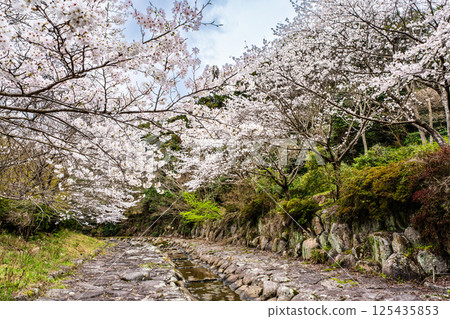 Cherry blossoms at Nitanta River Sabo Waterfront Park [Isahaya City, Nagasaki Prefecture] 125435853