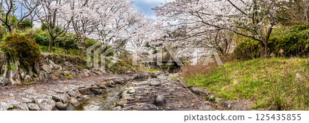 二反田川砂房臨水公園櫻花全景[長崎縣諫早市] 125435855