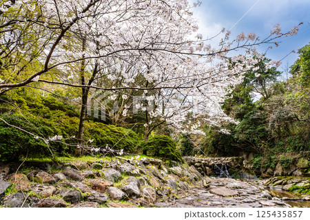 二反田川砂房臨水公園的櫻花[長崎縣諫早市] 125435857