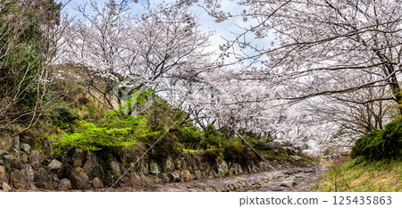 Panorama of cherry blossoms at Nitanta River Sabo Waterfront Park [Isahaya City, Nagasaki Prefecture] 125435863