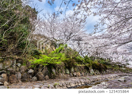 Cherry blossoms at Nitanta River Sabo Waterfront Park [Isahaya City, Nagasaki Prefecture] 125435864