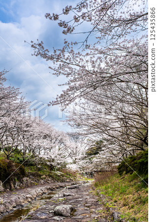 Cherry blossoms at Nitanta River Sabo Waterfront Park [Isahaya City, Nagasaki Prefecture] 125435866