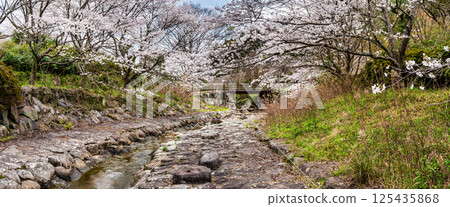 二反田川砂房臨水公園櫻花全景[長崎縣諫早市] 125435868