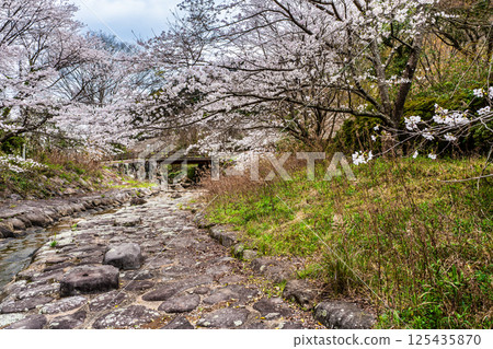 二反田川砂房臨水公園的櫻花[長崎縣諫早市] 125435870