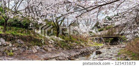 Panorama of cherry blossoms at Nitanta River Sabo Waterfront Park [Isahaya City, Nagasaki Prefecture] 125435873