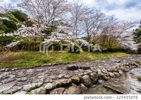 二反田川砂房臨水公園的櫻花[長崎縣諫早市] 125435878