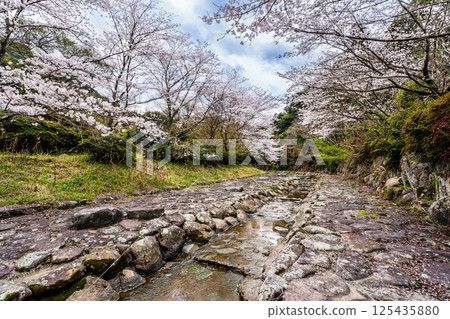 二反田川砂房臨水公園的櫻花[長崎縣諫早市] 125435880