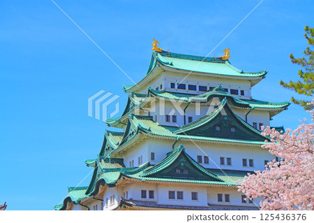 Scenery of cherry blossoms in full bloom and Nagoya Castle, Nagoya City, Aichi Prefecture 125436376