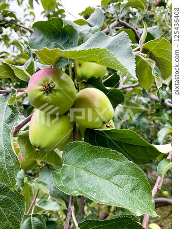 Green apples growing on tree branch with lush leaves in natural orchard setting Green apples growing on tree branch with lush leaves in natural orchard setting 125436408