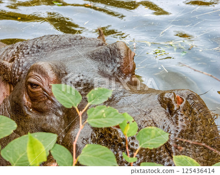Hippopotamus lounging in zoo pool with concrete edge and green leaves concept of wild animal behavior 125436414