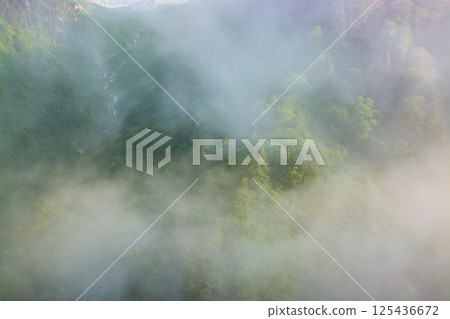 Green forest in the morning mist 125436672