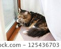 Maine Coon cat looking outside from a window 125436703