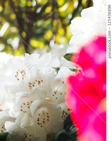 花卉彩色邊框 花卉彩色邊框 125436896
