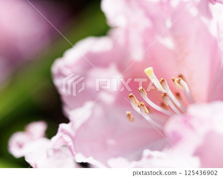 Soft Center Soft Center 125436902