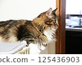 Adult Maine Coon cat staring at one point 125436903