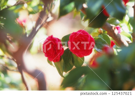 Red camellia 125437021