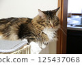 Adult Maine Coon cat staring at one point 125437068