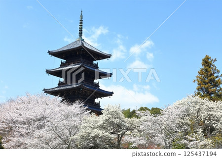 [Okayama Prefecture] Bicchukokubunji Temple in spring (cherry blossoms and five-story pagoda) 125437194