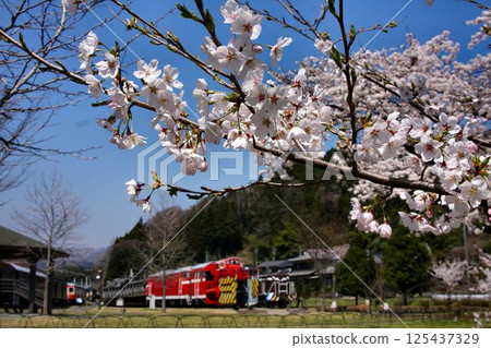 鐵道花園“櫻花”盛開…春天盛開的“碓冰峠鐵道文化村” 125437329