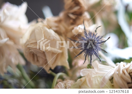 Beautiful dead, dying flowers, shallow depth of field. Unedited images of dead flowers in muted colour, looks happy and sad but always beautiful. Beautiful dead, dying flowers, shallow depth of field. Unedited images of dead flowers in muted colour, looks happy and sad but always beautiful. 125437618