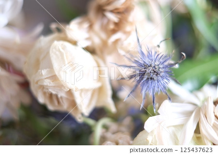 Beautiful dead, dying flowers, shallow depth of field. Unedited images of dead flowers in muted colour, looks happy and sad but always beautiful. 125437623