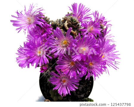 Purple star blooming Purple star blooming 125437798