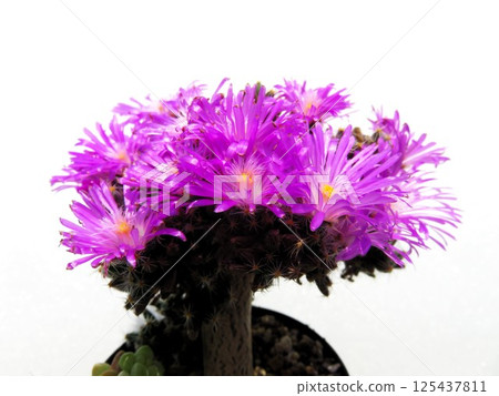 Purple star blooming 125437811