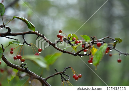 紅梨果實 125438213