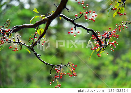 紅梨果實 125438214