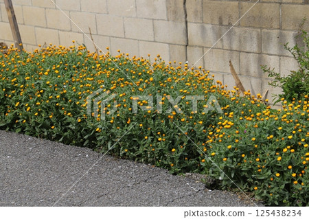 早春路邊盛開的萬壽菊小橙色花朵 125438234
