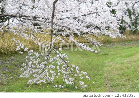 Scenery with cherry blossoms Scenery with cherry blossoms 125438353