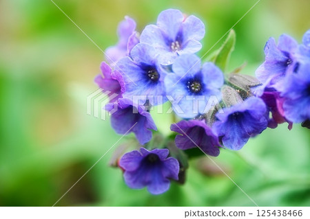 Rain-soaked Sinoglossum 125438466