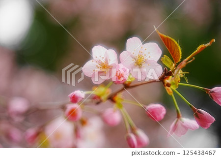 櫻花盛開預示著春天的到來 125438467