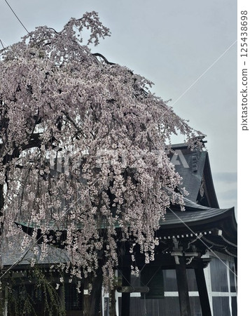 Weeping cherry at the mountain temple 125438698