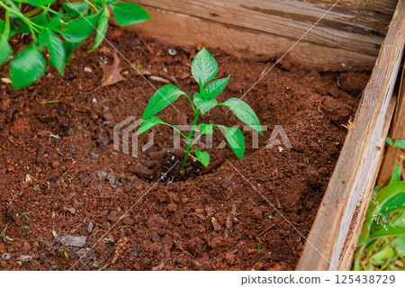 Young pepper plant is freshly planted in rich, dark soil of garden bed during spring season. 125438729