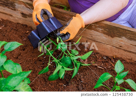 Hand gently removes seedlings from container, preparing to plant young pepper them in rich brown soil in garden. 125438730
