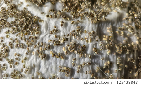 Microgreens. Growing Chia at Home. . Step-by-Step Instructions. Microgreens. Growing Chia at Home. . Step-by-Step Instructions. 125438848