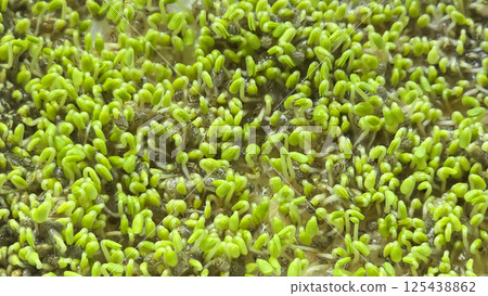Microgreens. Growing Chia at Home. . Step-by-Step Instructions. 125438862