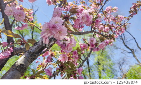 Sakura tree with beautiful pink flowers. Growing plants in parks Sakura tree with beautiful pink flowers. Growing plants in parks 125438874