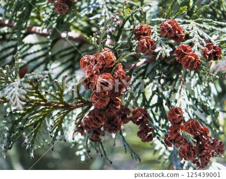 Hinoki noodles 125439001